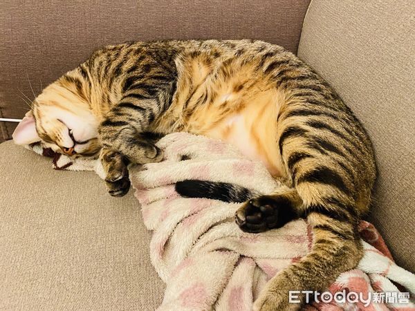 ▲等了3年「不親人虎斑」終於主動躺身上　貓奴感動哭：牠是愛我的。（圖／飼主Kiki提供）