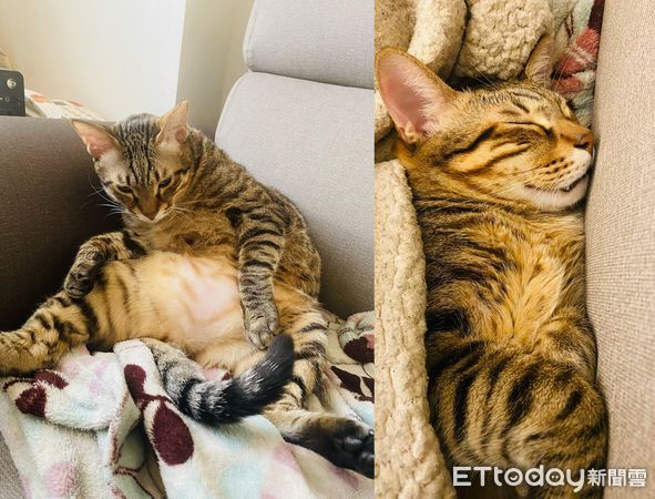 ▲等了3年「不親人虎斑」終於主動躺身上　貓奴感動哭：牠是愛我的。（圖／飼主Kiki提供）