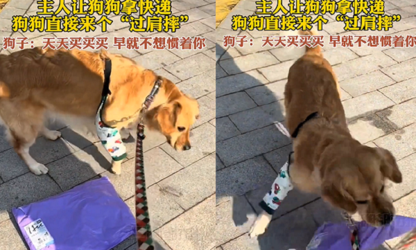▲阿金不爽飼主一直買包裹，氣到把它過肩摔。（圖／翻攝自微博／三湘都市報）