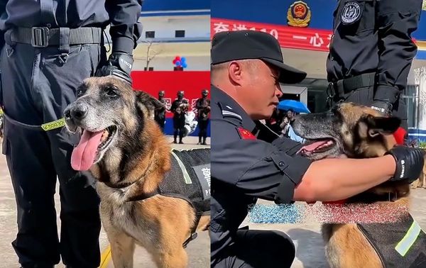 ▲服役8年退役！警犬毛白了「起身緊抱老戰友」　他含淚做最後道別。（圖／翻攝自微博）