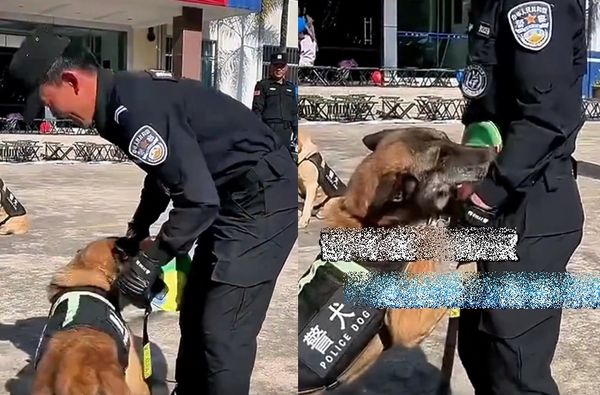 ▲服役8年退役！警犬毛白了「起身緊抱老戰友」　他含淚做最後道別。（圖／翻攝自微博）