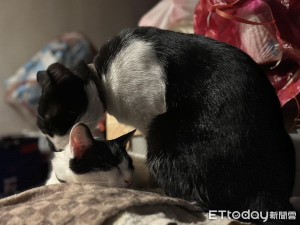 d7455572 ▲廟裡拜拜驚見「媽祖旁有小跟班」 牠嚴肅眼凝視:還不快供奉罐罐(圖/網友江先生提供,請勿隨意翻拍,以免侵權。)