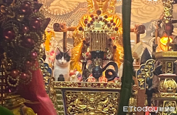 ▲廟裡拜拜驚見「媽祖旁有小跟班」　牠嚴肅眼凝視：還不快供奉罐罐（圖／網友江先生提供，請勿隨意翻拍，以免侵權。）