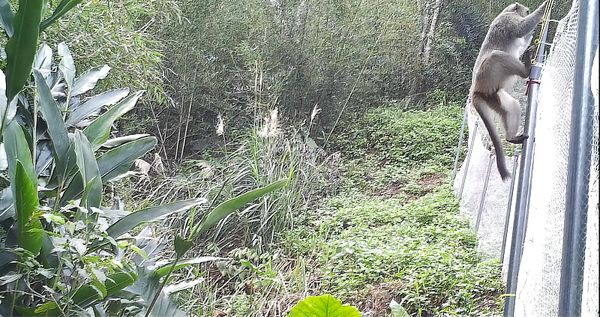 ▲▼私設電網防動物意外電死人　林業署：合格電圍網補助3／4。（圖／林業署提供）