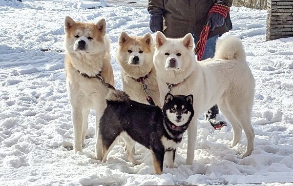 ▲▼帶去散步黑柴站C位「氣勢輾壓3秋田犬」　帥到像偶像團體。（圖／翻攝自Twitter@akitainuho）