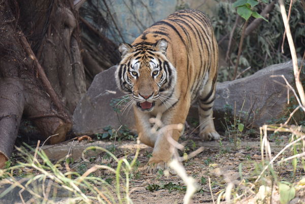 d7457366 ▲六福、來福離世...竹市動物園向六福村「借一隻老虎」 今正式亮相。(圖/翻攝自新竹市動物園)