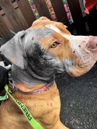 ▲惡霸犬遭浪貓攻擊爆血「不敢散步了」　飼主痛訴：戴嘴套無法防衛。（圖／翻攝自Facebook）