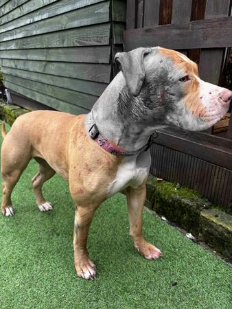 ▲惡霸犬遭浪貓攻擊爆血「不敢散步了」　飼主痛訴：戴嘴套無法防衛。（圖／翻攝自Facebook）