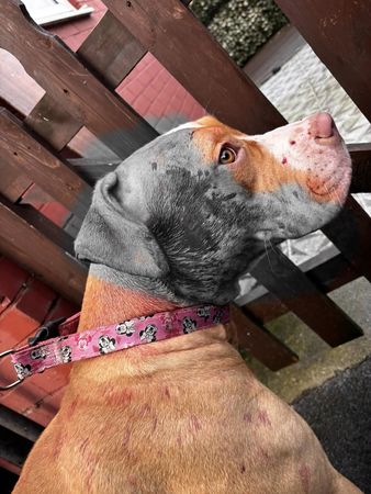 ▲惡霸犬遭浪貓攻擊爆血「不敢散步了」　飼主痛訴：戴嘴套無法防衛。（圖／翻攝自Facebook）