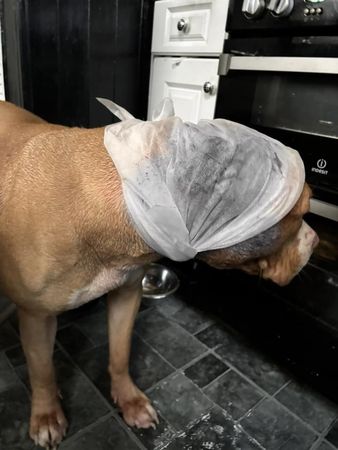▲惡霸犬遭浪貓攻擊爆血「不敢散步了」　飼主痛訴：戴嘴套無法防衛。（圖／翻攝自Facebook）