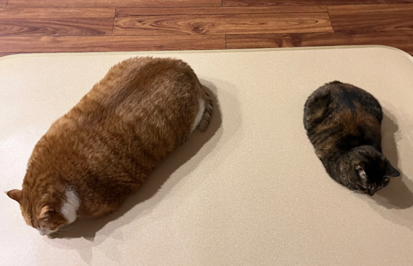 一樣飼料養出不同尺寸的貓。（圖／翻攝自小紅書@是肥宅阿）