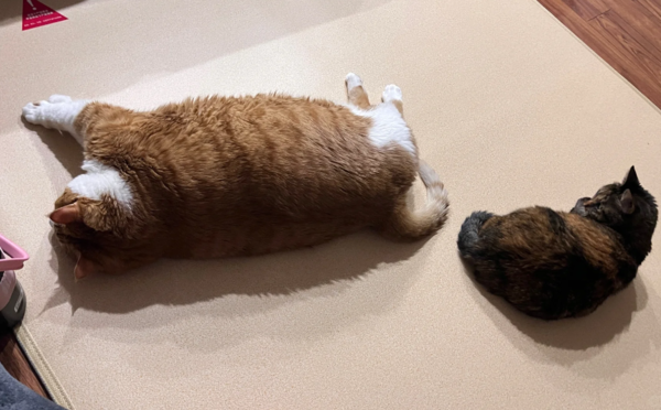 一樣飼料養出不同尺寸的貓。（圖／翻攝自小紅書@是肥宅阿）