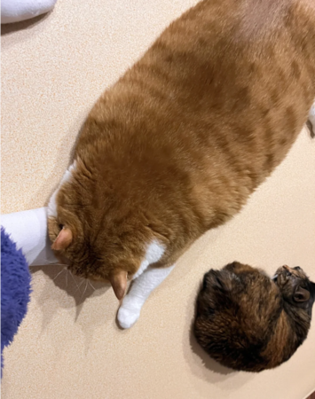 一樣飼料養出不同尺寸的貓。（圖／翻攝自小紅書@是肥宅阿）