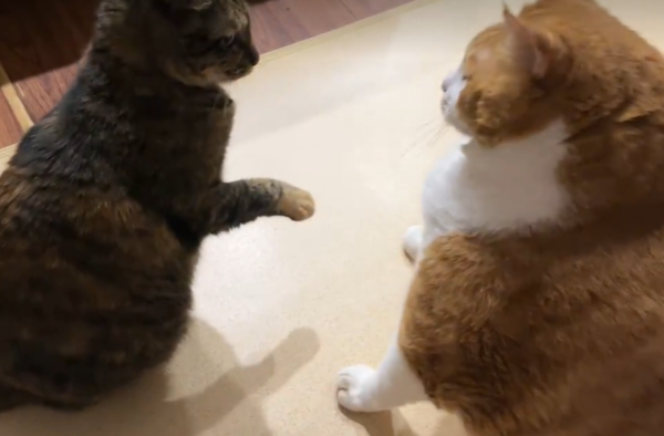 一樣飼料養出不同尺寸的貓。（圖／翻攝自小紅書@是肥宅阿）
