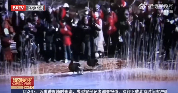 ▲圓明園小天鵝腳蹼潰爛。（圖／翻攝自微博）
