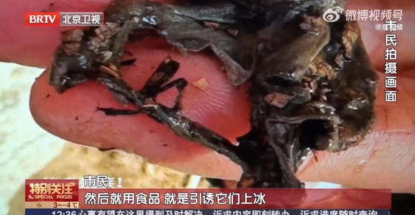 ▲圓明園小天鵝腳蹼潰爛。（圖／翻攝自微博）