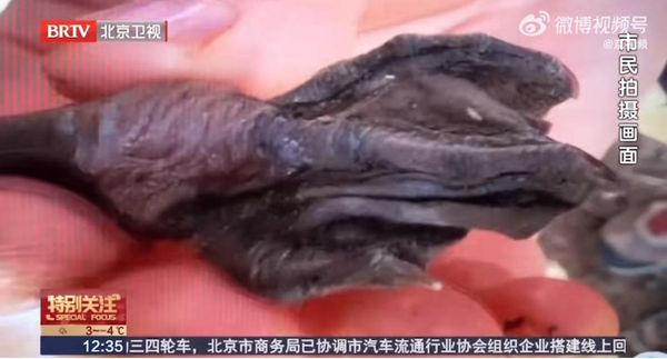 ▲圓明園小天鵝腳蹼潰爛。（圖／翻攝自微博）