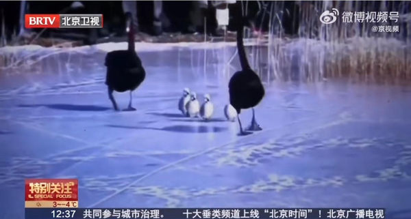 ▲圓明園小天鵝腳蹼潰爛。（圖／翻攝自微博）