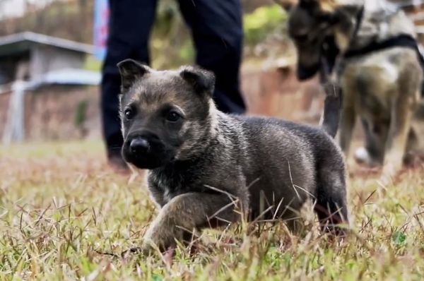 d7458964 ▲緝毒犬❤刑偵犬生下「警二代寶寶」 超萌五官+毛色複製媽媽。(圖/翻攝自微博)
