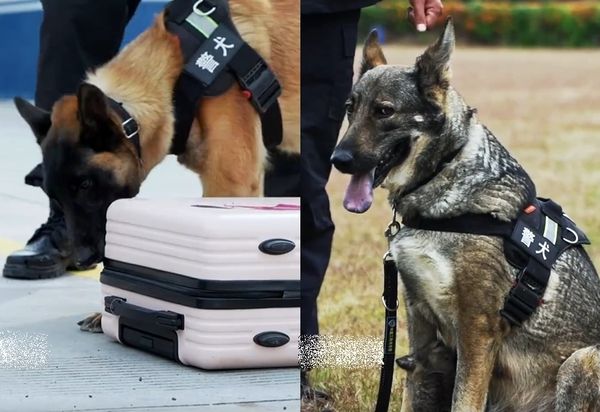 d7458965 ▲緝毒犬❤刑偵犬生下「警二代寶寶」 超萌五官+毛色複製媽媽。(圖/翻攝自微博)