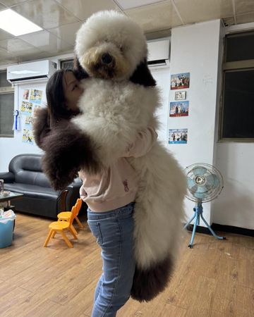 ▲還沒剪毛就偷跑　神力女飼主抱起「25KG越獄現行犯」嘆：忍耐一下。（圖／有點毛毛的／粉專「Mudi這一家」提供）