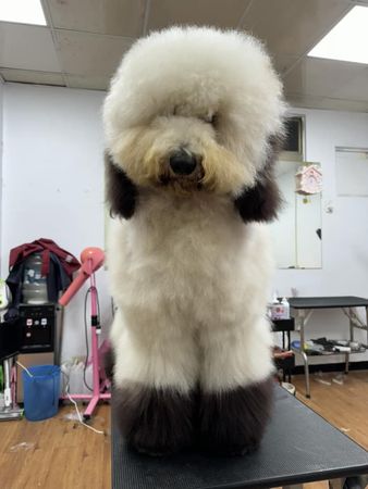 ▲還沒剪毛就偷跑　神力女飼主抱起「25KG越獄現行犯」嘆：忍耐一下。（圖／有點毛毛的／粉專「Mudi這一家」提供）