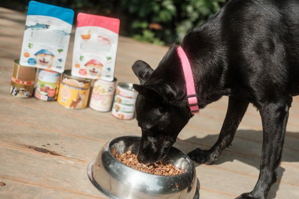 ▲板橋國小捐贈耶誕獎金給「校犬的娘家」　動物之家毛孩加肉肉。（圖／新北市動保處提供）