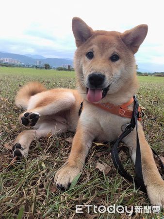 ▲▼經過情趣用品店！色色柴犬「死盯超辣內衣」不肯走　媽尷尬苦勸。（圖／飼主張小姐提供）