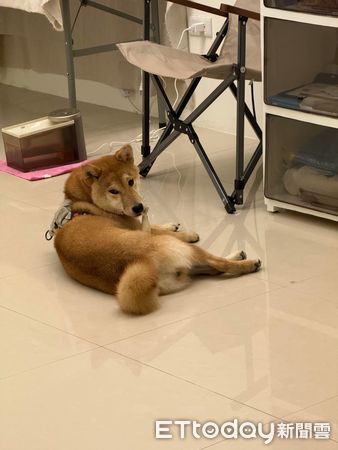 ▲▼經過情趣用品店！色色柴犬「死盯超辣內衣」不肯走　媽尷尬苦勸。（圖／飼主張小姐提供）