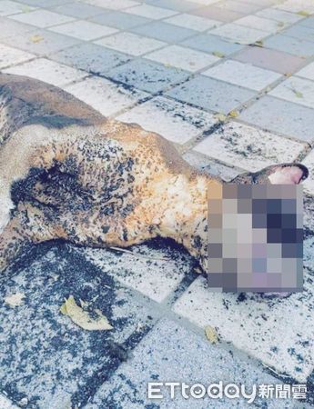 d7460746 ▲高雄林園驚見「焦黑貓屍」疑遭放火燒死 目擊者氣:明顯人為攻擊。(圖/動物救援人士許鐳譯提供)