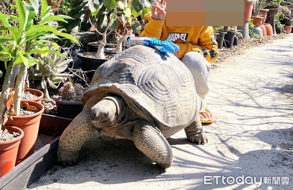 d7461071 ▲破萬陸龜遭竊!重達30KG「成年男子搬也吃力」 飼主懸賞6萬急尋。(圖/飼主余小姐提供)
