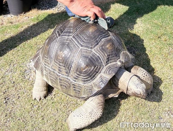 d7461072 ▲破萬陸龜遭竊!重達30KG「成年男子搬也吃力」 飼主懸賞6萬急尋。(圖/飼主余小姐提供)