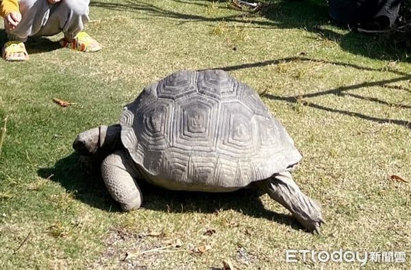 d7461073 ▲破萬陸龜遭竊!重達30KG「成年男子搬也吃力」 飼主懸賞6萬急尋。(圖/飼主余小姐提供)