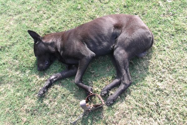 d7461275 ▲▼禁用捕獸鋏「仍有動物斷肢受傷」 台南動保籲:違者最高罰200萬。(圖/台南動保處提供)
