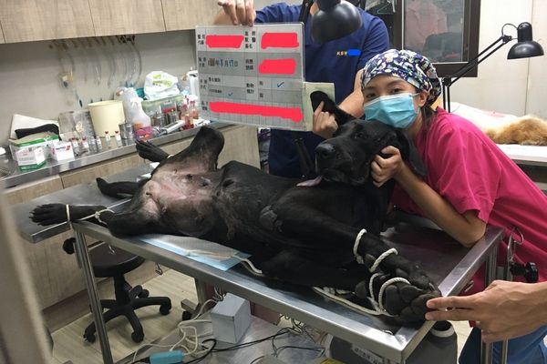 d7461997 ▲▼毛爸毛媽看過來!113新北毛小孩絕育補助開跑「犬貓最高1,200元」。(圖/新北市動保處提供)