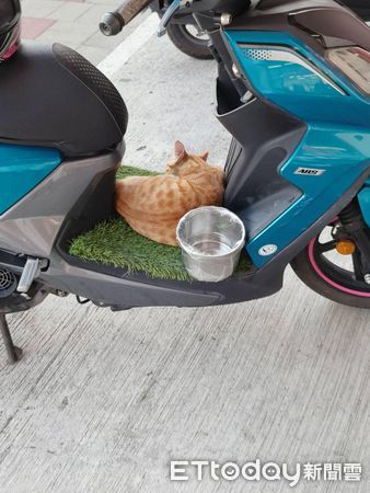 ▲▼機車鋪草皮「1小時後長出貓」佔位不肯走　她笑：請好久才下來。（圖／網友王小姐提供）