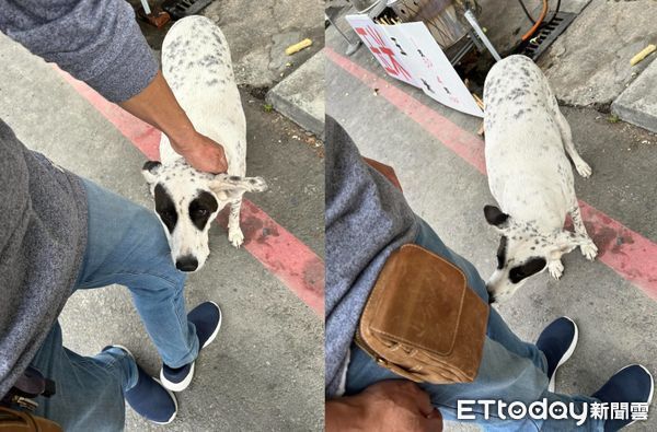 ▲逛街被「乳牛瓦斯桶」搭訕！牠一抬頭嚇翻路人：是多久沒睡覺（圖／網友孫秀瑛提供，請勿隨意翻拍，以免侵權。）