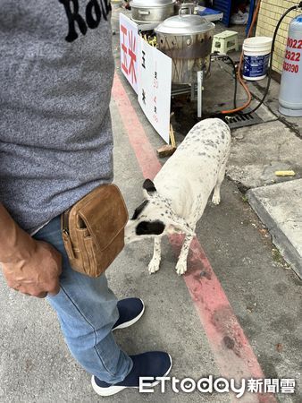 ▲逛街被「乳牛瓦斯桶」搭訕！牠一抬頭嚇翻路人：是多久沒睡覺（圖／網友孫秀瑛提供，請勿隨意翻拍，以免侵權。）