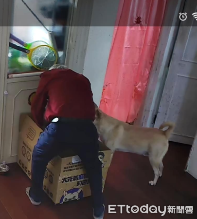 ▲監視器錄「阿公跟狗孫」一起翻紙箱　詭異畫面女兒嘆：賺錢好辛苦（圖／網友鄧小姐提供，請勿隨意翻拍，以免侵權。）