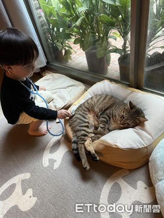 ▲▼寒假開始了…虎斑貓保母「慘變停車場」　媽幫打氣：很快就過去了。（圖／飼主周小毛提供）