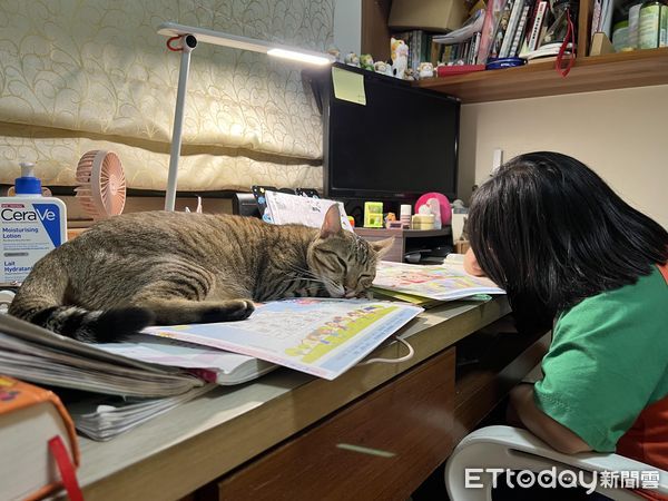 ▲▼寒假開始了…虎斑貓保母「慘變停車場」　媽幫打氣：很快就過去了。（圖／飼主周小毛提供）