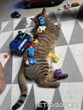 ▲▼寒假開始了…虎斑貓保母「慘變停車場」　媽幫打氣：很快就過去了。（圖／飼主周小毛提供）