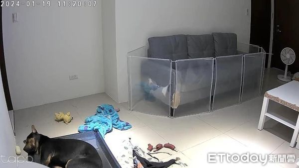 ▲打開監視器發現「狗睡滿餐桌」　網見亮點笑噴：感受到沙發的害怕。（圖／Instagram／douru_0315555提供）
