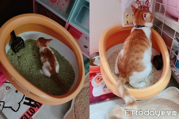 ▲收編皮包骨小貓！才養6個月「整隻灌飽氣」超圓　她翻對比照嚇到。（圖／飼主巧畇提供）