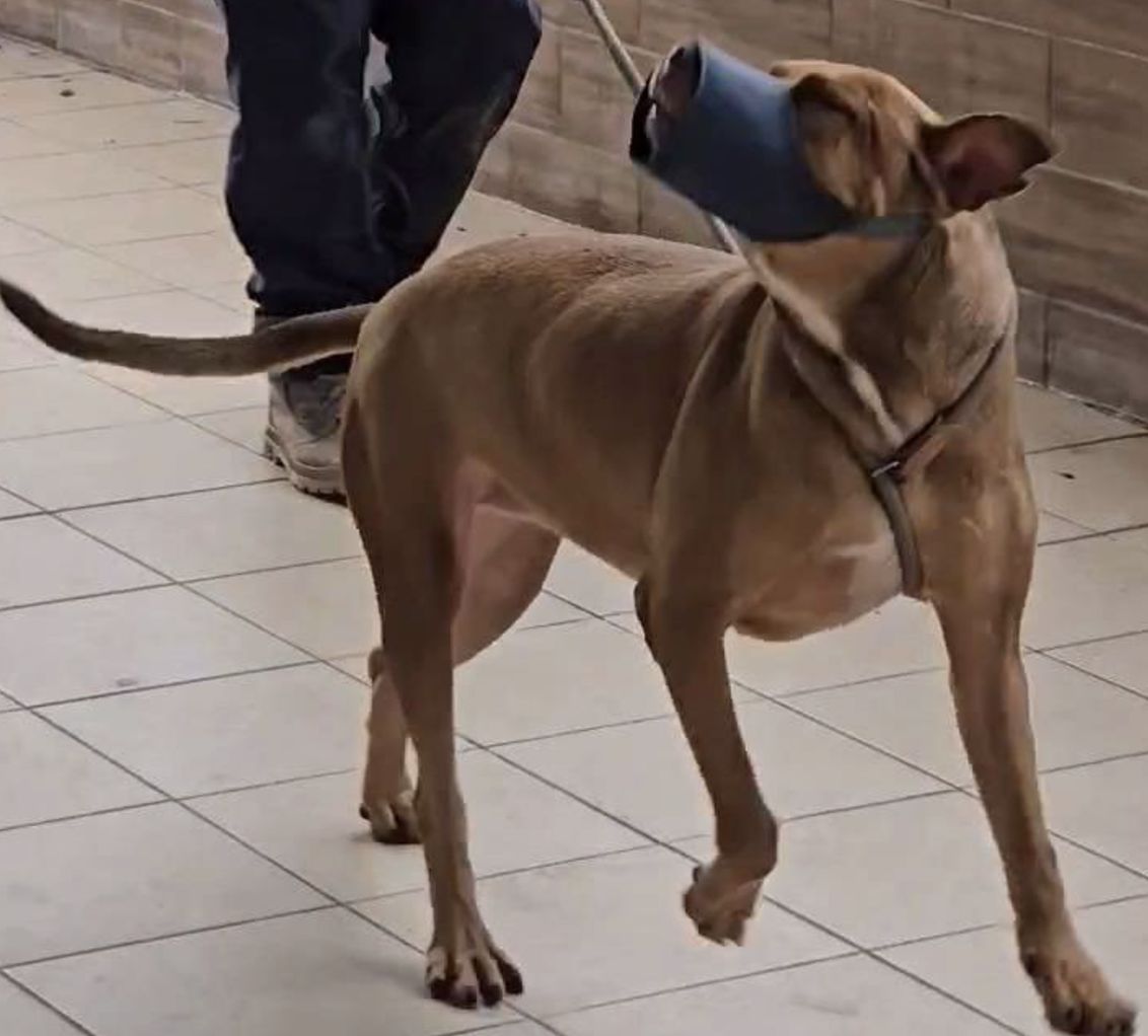 7973692 ▲▼比特犬。(圖/新竹縣動物保護防疫所)