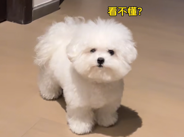 ▲（圖／翻攝自小紅書／小狗芙寶）