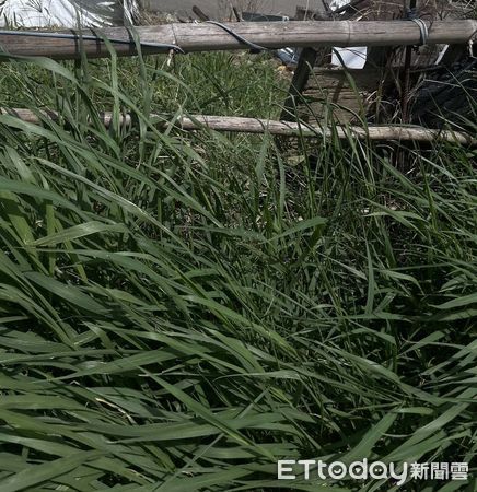 「鮮嫩葉菜」幫助生病兔兔恢復食慾！　嘗百草飲食多樣化更健康（圖／新北市動保處提供）
