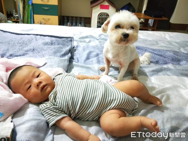 d7971490 ▲5歲弟害怕獨處!小老狗被派去「肉體陪伴」 眼神哀怨頭卡在柵欄。(圖/網友Han Gua提供,請勿隨意翻拍,以免侵權。)