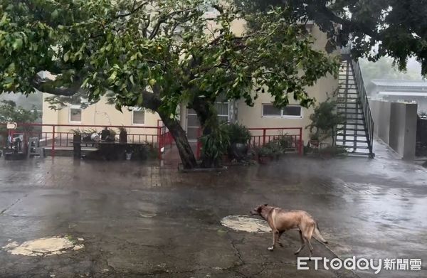 狂風暴雨來襲！台東狗狗「淡定巡視」50年蓮霧樹　網笑：下盤很穩（圖／網友0310migo提供，請勿隨意翻拍，以免侵權。）