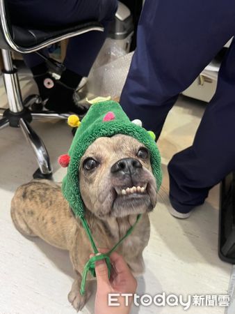 d7971711 法國臘腸犬厚道(圖/IG@ffffeifffei提供)